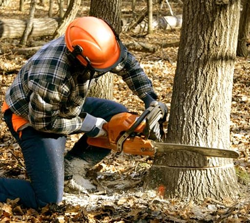 Tree Removal in Pilot Point, TX